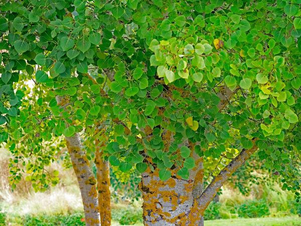Gulin, Sylvia 아티스트의 USA-Washington State-Bellevue Ginkgo Tree green leaves작품입니다.